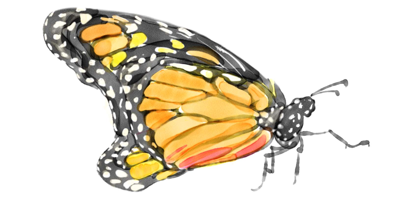 digital-watercolor-monarch-butterfly